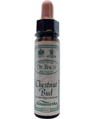 Chestnut bud Bach