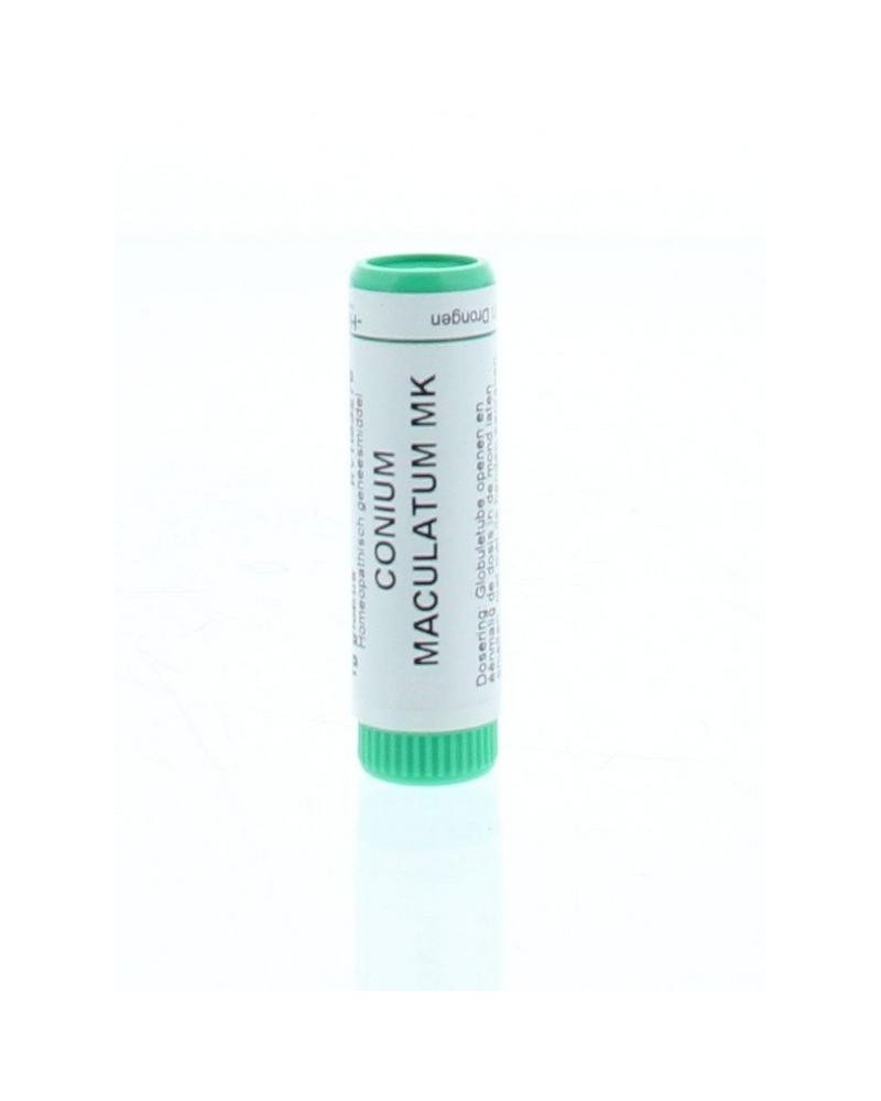 Conium maculatum MK