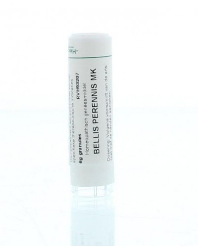 Bellis perennis MK