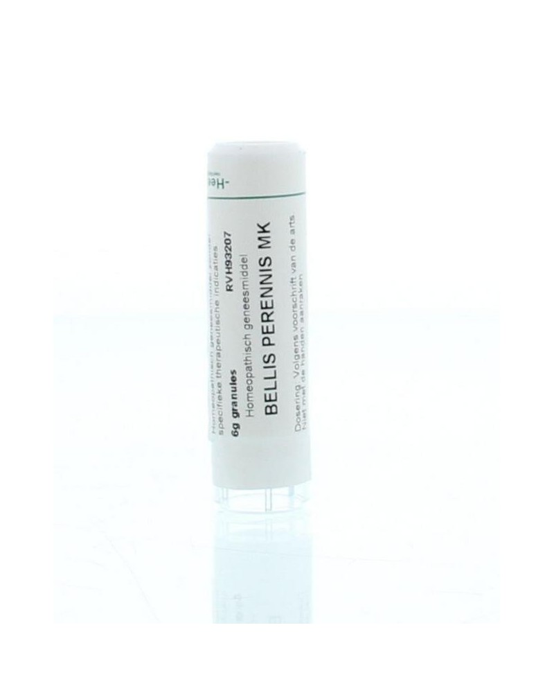 Bellis perennis MK