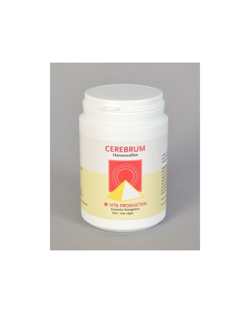 Cerebrum