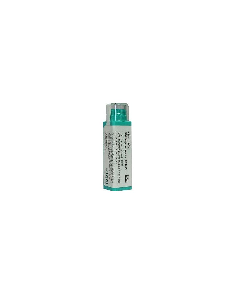 Plantago major 30K