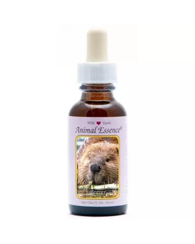 Beaver (bever)