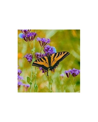 Butterfly (vlinder)