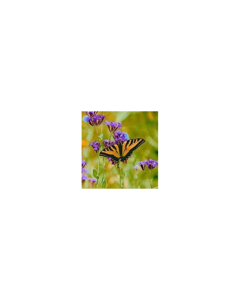 Butterfly (vlinder)