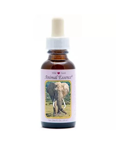 Elephant (olifant)