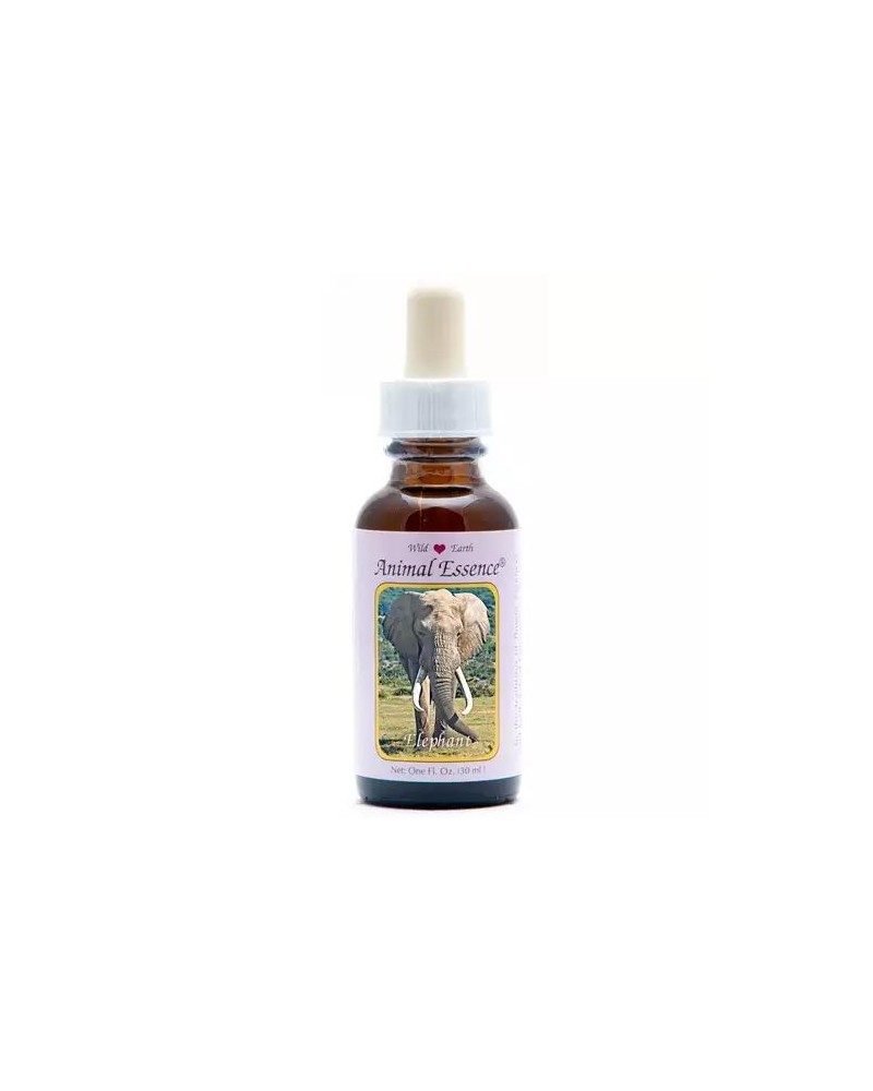Elephant (olifant)
