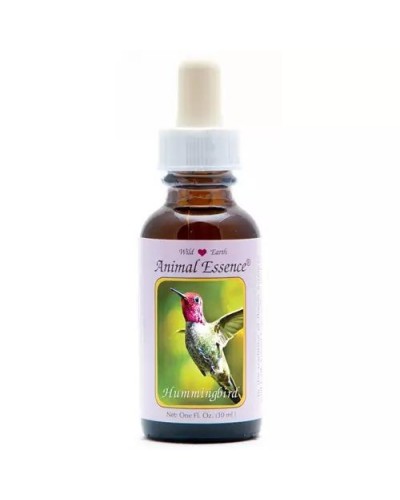 Hummingbird (kolibri)