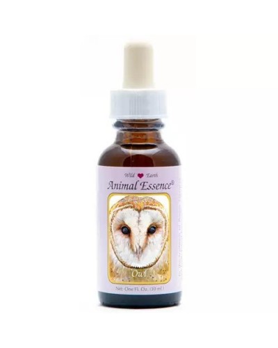 Owl (uil)