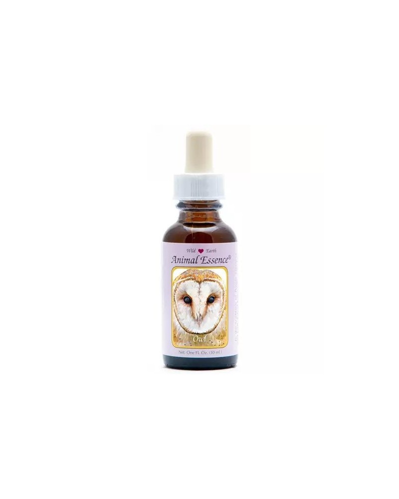 Owl (uil)