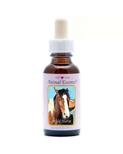 Wild horse (wild paard)