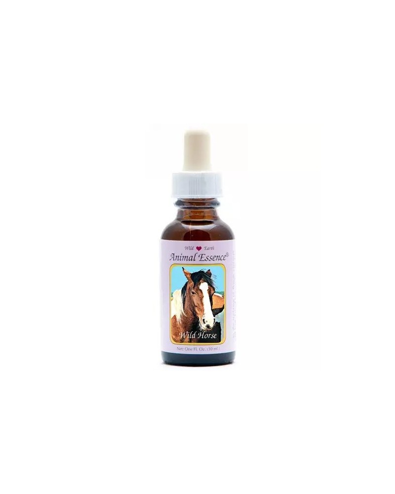 Wild horse (wild paard)