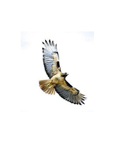 Hawk (havik)