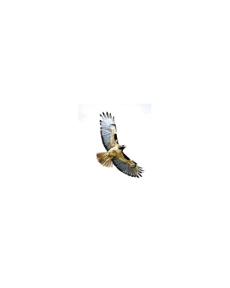 Hawk (havik)