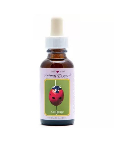Ladybug (lieveheersbeestje)