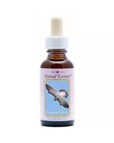 Peregrine falcon (slechtvalk)