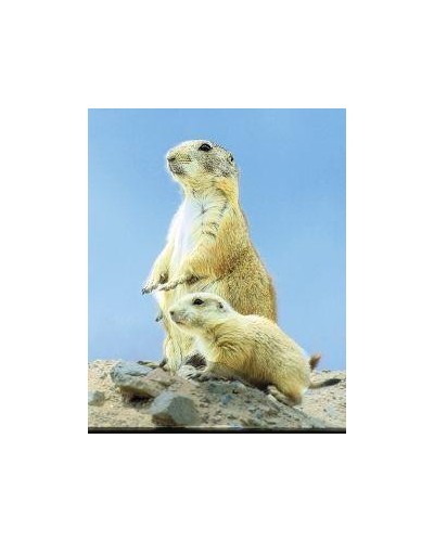 Prairie dog (prairiehond)