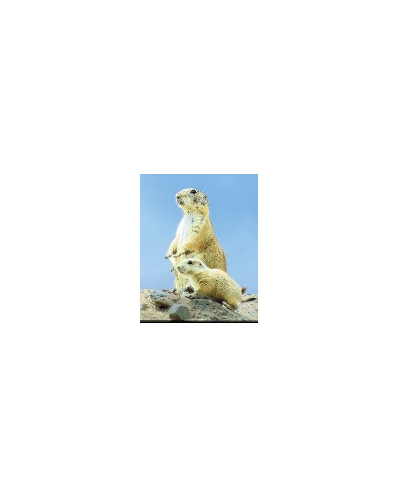 Prairie dog (prairiehond)
