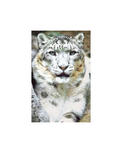 Snow leopard (sneeuwluipaard)