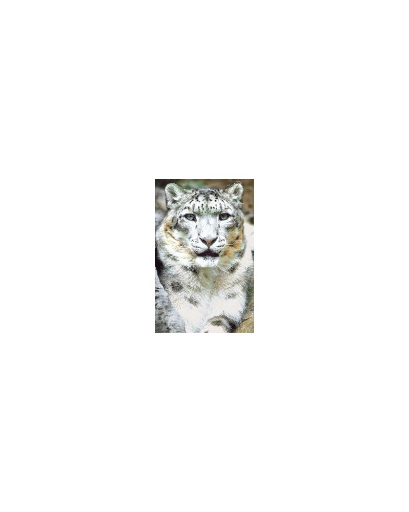 Snow leopard (sneeuwluipaard)
