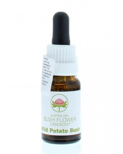 Wild potato bush